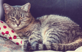 summer cat